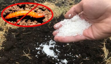 patikimi derliaus apsaugos patarimai