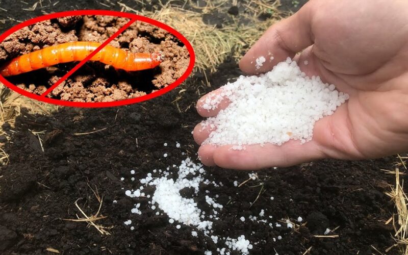 patikimi derliaus apsaugos patarimai