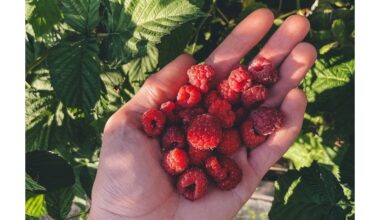 transformuojanti aviečių plantacija