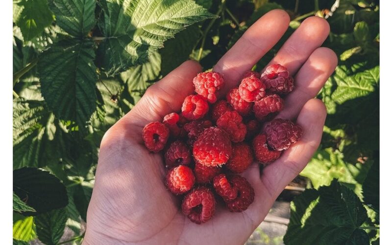 transformuojanti aviečių plantacija