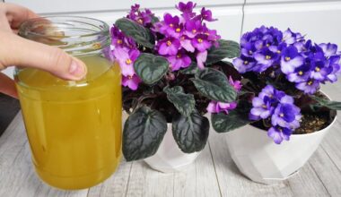 Vijokliai klesti su mielėmis