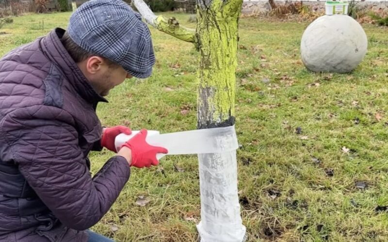 medžių apvyniojimas apsaugai