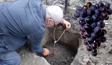 Rudens vynuogių sodinimo vadovas