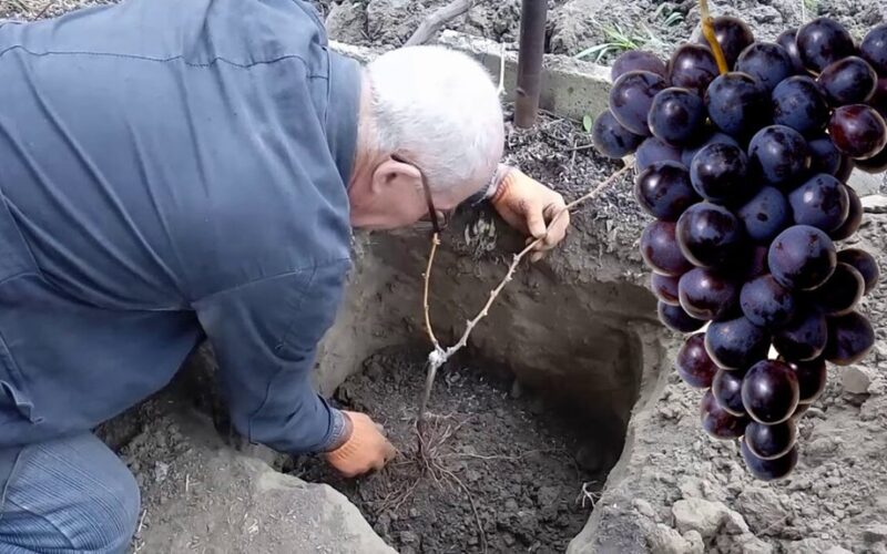 Rudens vynuogių sodinimo vadovas