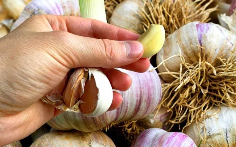 Rinkitės kokybiškas česnako skilteles