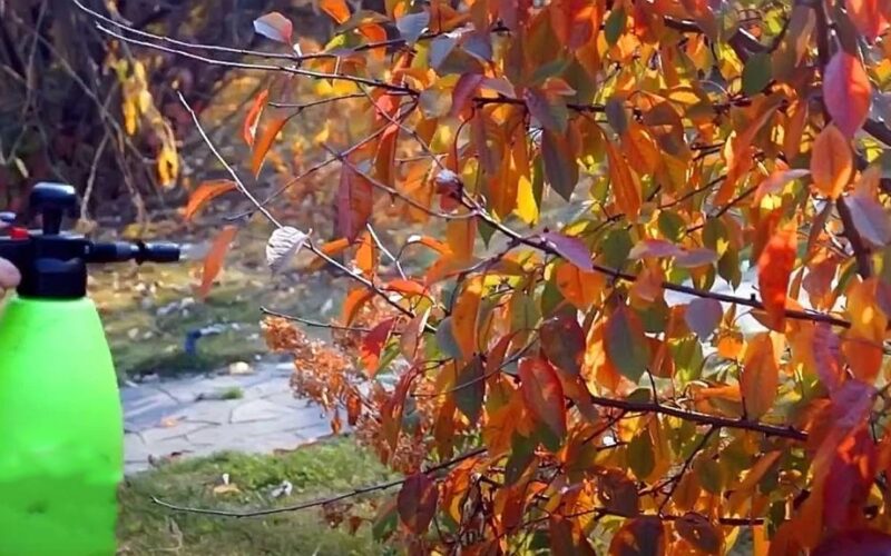 sodo priežiūra ir apsauga nuo kenkėjų