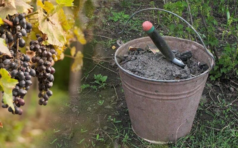 vynuogių atsigavimas po derliaus nuėmimo